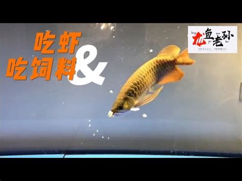 龍魚飼料推薦|龍魚飼料